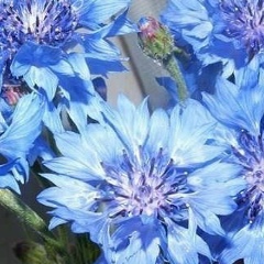 Людмила Власенко, 18.03, Москва