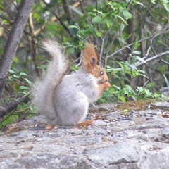 Елена Зима-Барская, 01.01