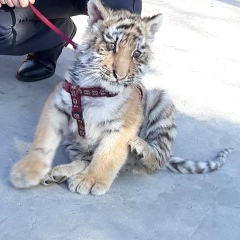 Дмитрий Гасенко, 20.04