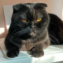 Варта Маркина, 23.08, Санкт-Петербург