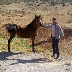 Bilal Abidri, 16.03, Batna