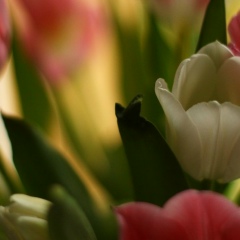 Svetlana Vlasova, Санкт-Петербург