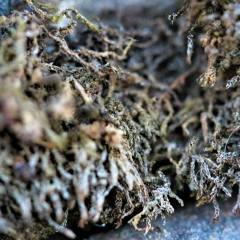 Ираклий Перадзе, 18.10.1920, Тбилиси