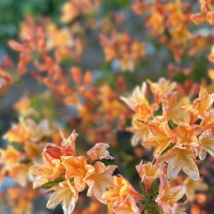 Екатерина Цимлякова, 04.07