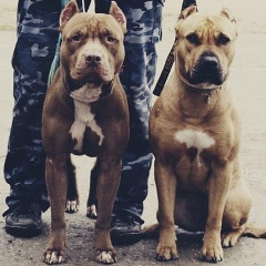 Ислам Шакиров, 24.02, Кентау