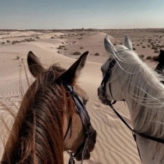 Wahnsinn S, San Francisco