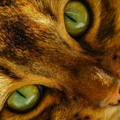 Кира Башмакова, Санкт-Петербург