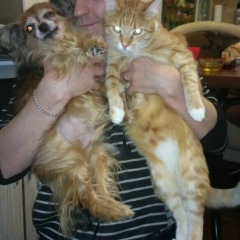 Денис Самойлов, 06.11.1987, Санкт-Петербург