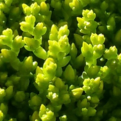 Ksenia Mamaeva, Санкт-Петербург