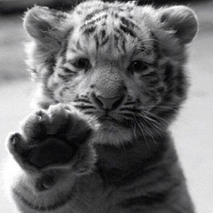 Христина Седина, 12.06.1986