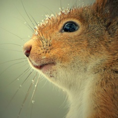 Сева Скварский, Самара