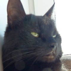 Серега Батрак, Симферополь