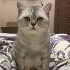 Дмитрий Третий, San Juan