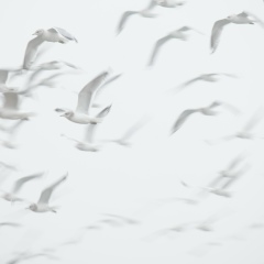 Aigerim Tauyekel, 13.12, Астана