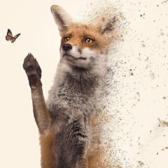 Олексій Василенко, 03.03.1996