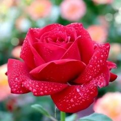 Надежда Захарова, 24.10.1962, Глазов