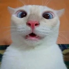 Евгений Александрович, Санкт-Петербург