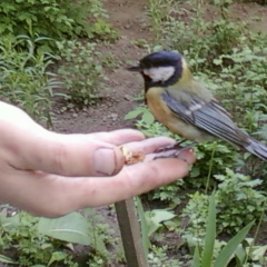 Александр Стародуб, 14.07.1961, Киев