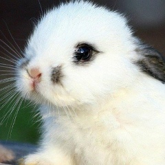 Галина Домбровская