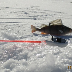 Анатолий Пшегодский, 29.10, Усть-Каменогорск
