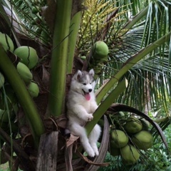 Петро Шаманов, Львов