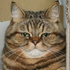 Гриз Дворфович, Москва