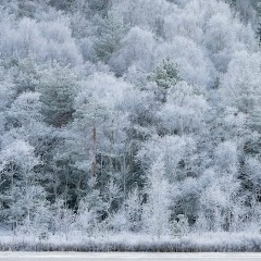 Роман Женечкин
