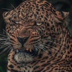 Джо Дудаев, 19.12.1995