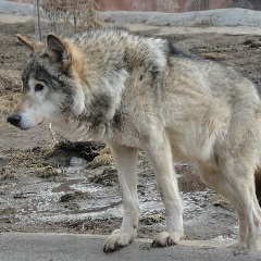 Степан Миронов, 21.05.1986, Москва