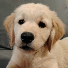 Вячеслав Фрунташ, 01.12.1982, Санкт-Петербург