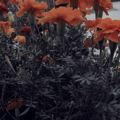 Лариса Симонова, 20.04