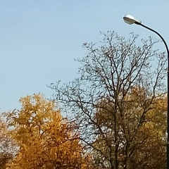 Ольга Шмелёва