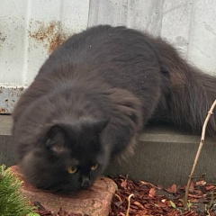 Ирина Ануркина, Борисоглебск