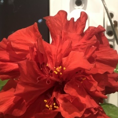 Лена Лена, 01.01