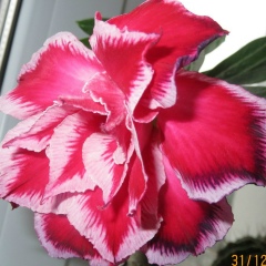 Виктория Волошина, 11.09.1919