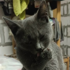 Николай Балашов, 09.11.1982, Москва