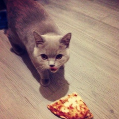 Виктория Удовиченко, Manchester