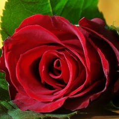 Дильноза Бабаева, 11.02.1982, Самарканд