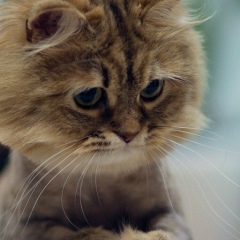 Алиса Чайковская, 30.01