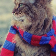 Азат Сарбасов