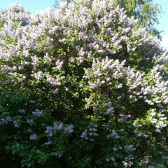 Гульнара Бекбаулина-Камнева, 25.01, Актау