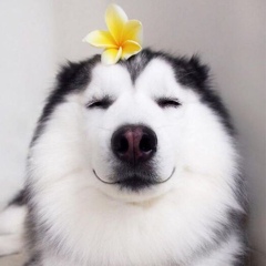 Aida Aida, 16.04.1993