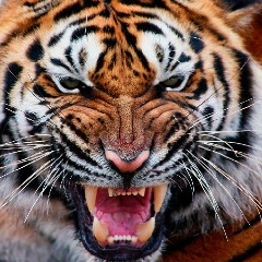 Сергей Григориади