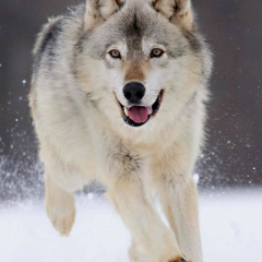 Аружан Гани, 16.01.2000, Тараз