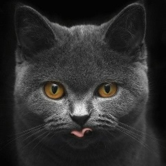 Ольга Миронова, Санкт-Петербург