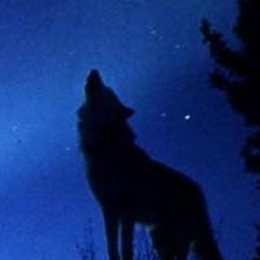 Хамзат Юсупов, Грозный