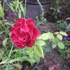 Настя Нохрина, 12.08.1978, Пермь