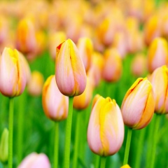 Наталья Лымарь, 14.07.1980