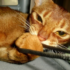 Тома Рябова, 03.11, Новосибирск