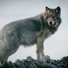 Тимур Нурланов, 04.08, Алматы